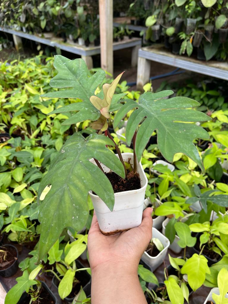 Philodendron Mayoi 2-3 Leaves
