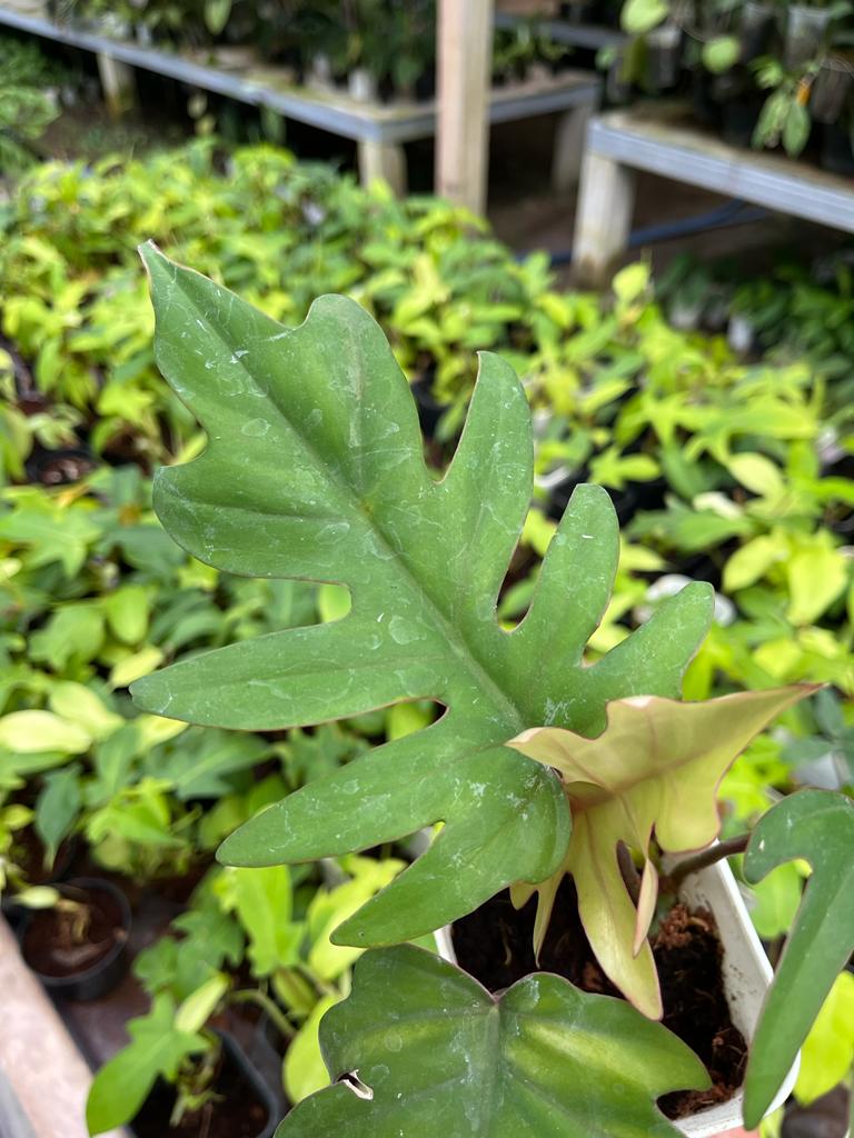 Philodendron Mayoi 2-3 Leaves