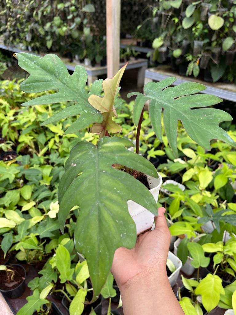Philodendron Mayoi 2-3 Leaves