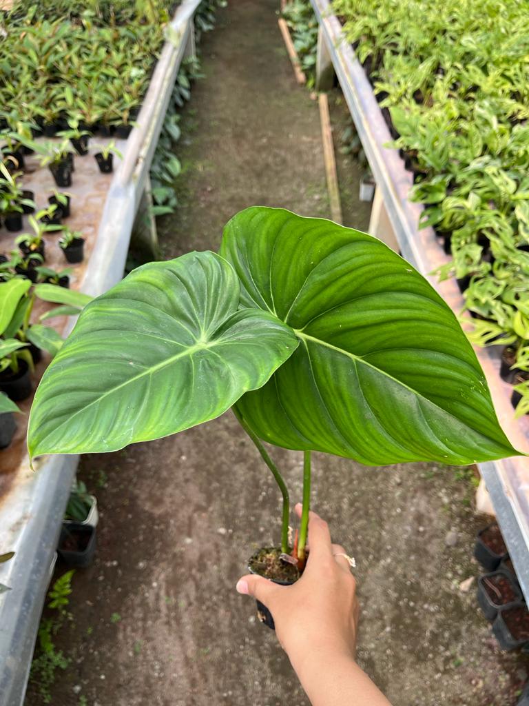 Philodendron Mcdowell 2-3 Leaves