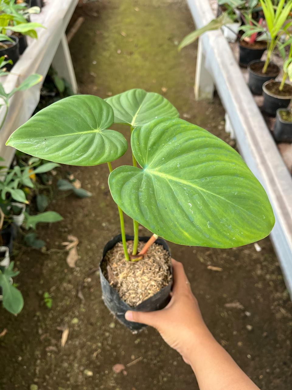 Philodendron Mcdowell 2-3 Leaves