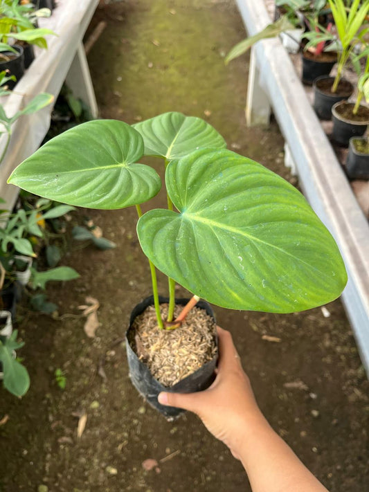Philodendron Mcdowell 2-3 Leaves
