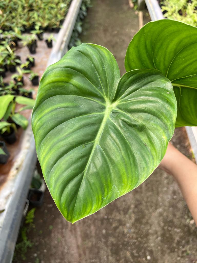 Philodendron Mcdowell 2-3 Leaves