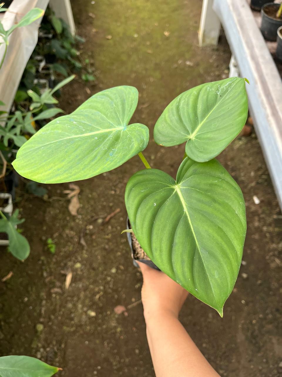 Philodendron Mcdowell 2-3 Leaves