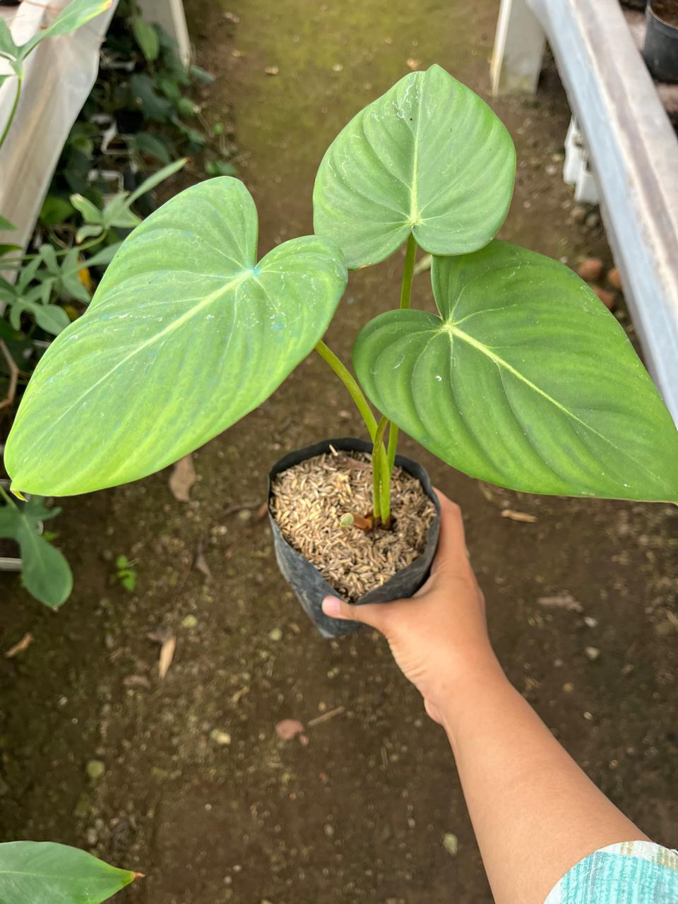 Philodendron Mcdowell 2-3 Leaves