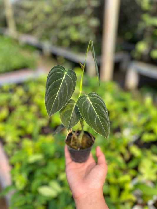 Philodendron Melanochrysum 3-4 Leaves