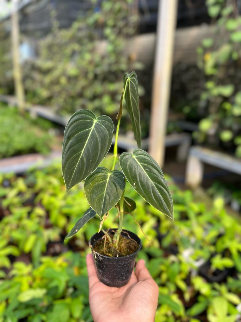 Philodendron Melanochrysum 3-4 Leaves