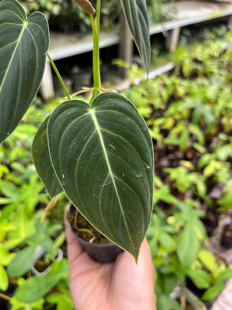 Philodendron Melanochrysum 3-4 Leaves