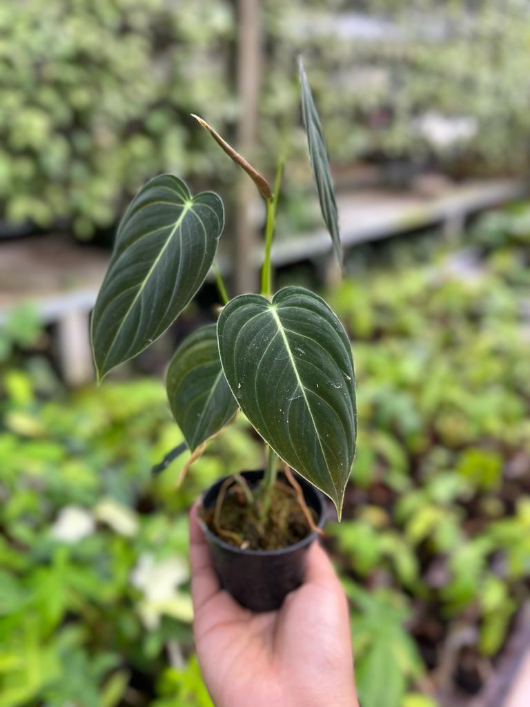 Philodendron Melanochrysum 3-4 Leaves