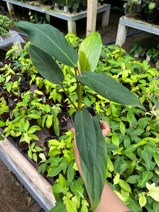 Philodendron Mexicanum 2-4 Leaves
