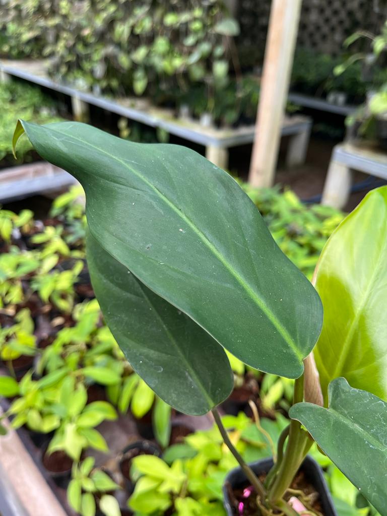Philodendron Mexicanum 2-4 Leaves