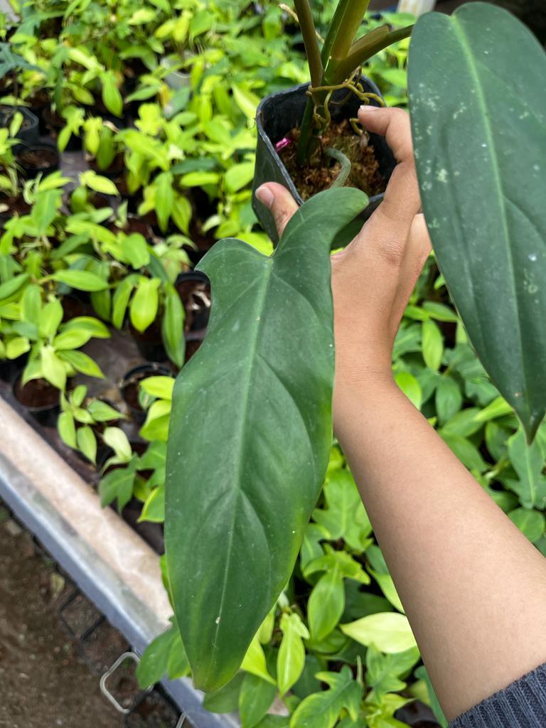 Philodendron Mexicanum 2-4 Leaves