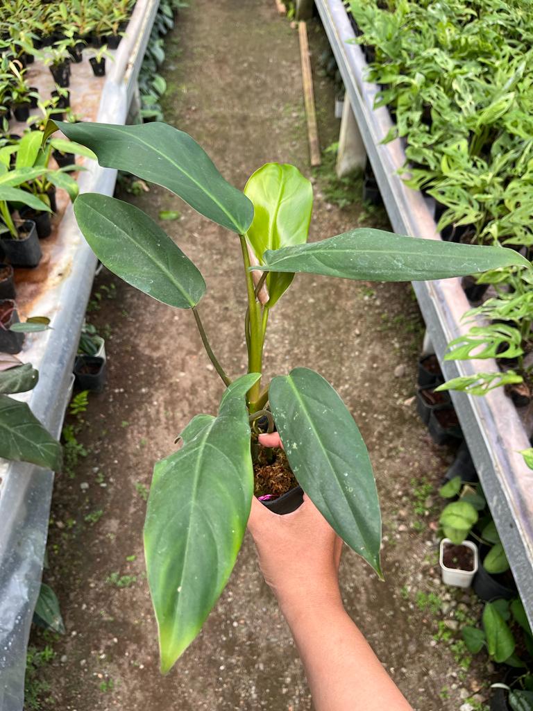 Philodendron Mexicanum 2-4 Leaves