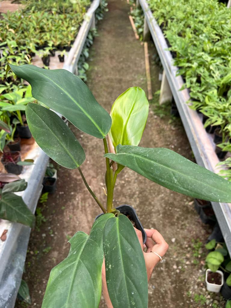 Philodendron Mexicanum 2-4 Leaves