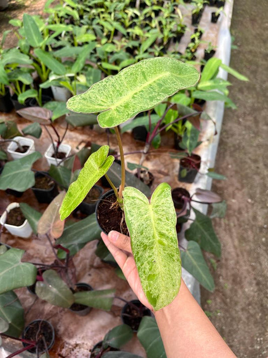 Philodendron Paraiso Verde 2-4 Leaves