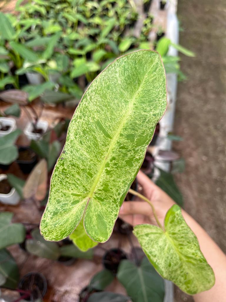 Philodendron Paraiso Verde 2-4 Leaves