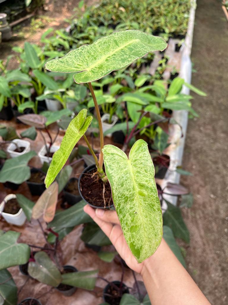 Philodendron Paraiso Verde 2-4 Leaves