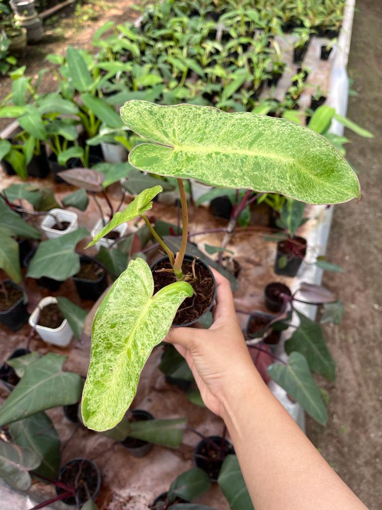 Philodendron Paraiso Verde 2-4 Leaves