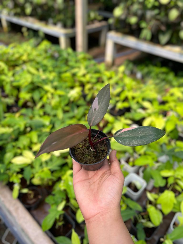 Philodendron Pink Princess 2-4 Leaves