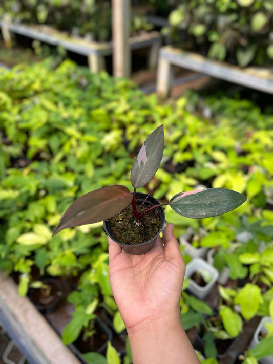 Philodendron Pink Princess 2-4 Leaves