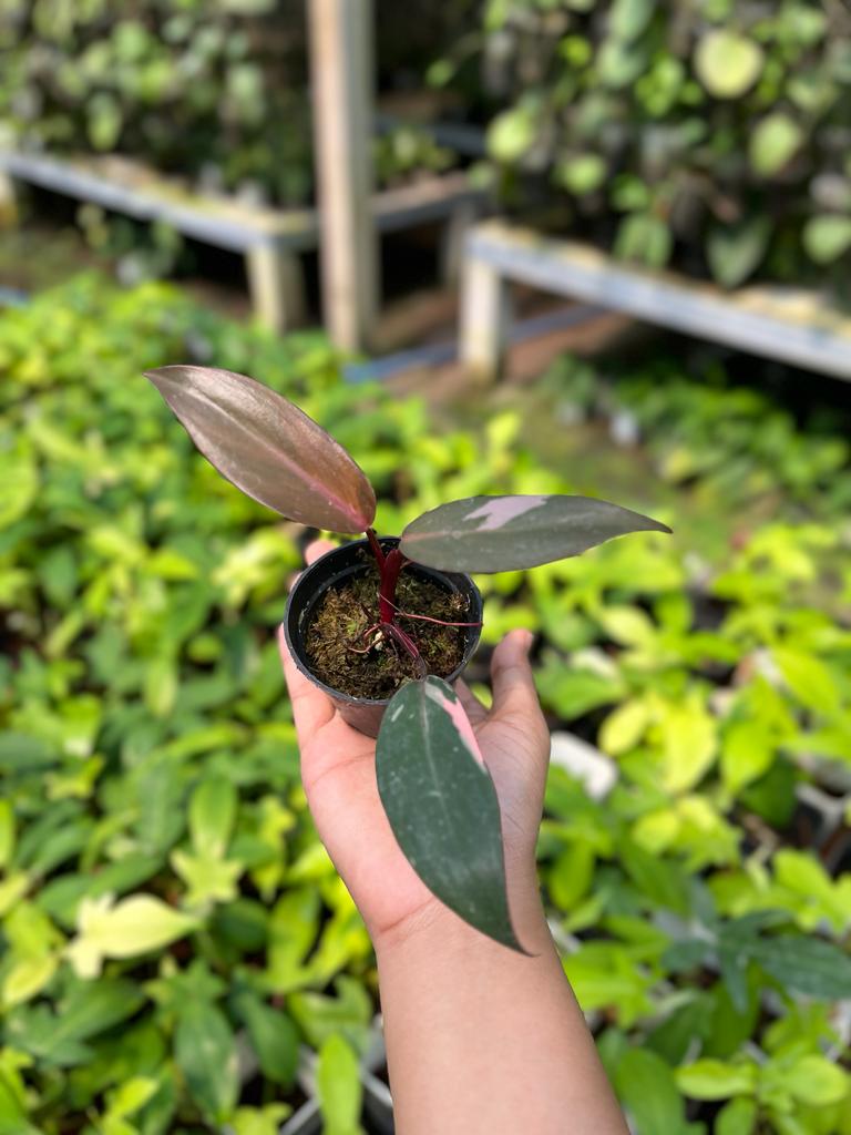 Philodendron Pink Princess 2-4 Leaves