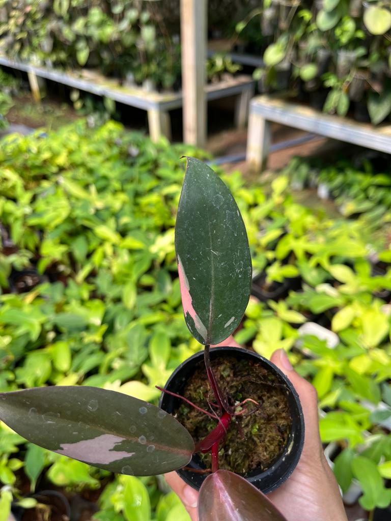 Philodendron Pink Princess 2-4 Leaves