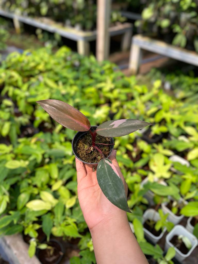 Philodendron Pink Princess 2-4 Leaves