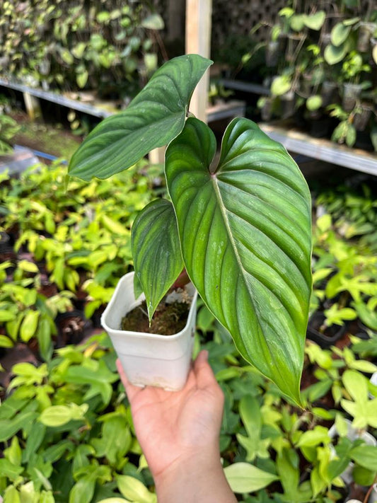 Philodendron Plowmanii 2-3 Leaves