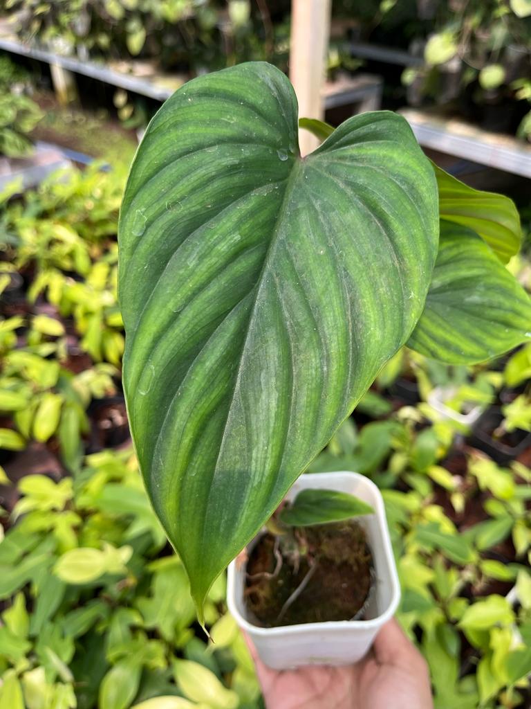 Philodendron Plowmanii 2-3 Leaves