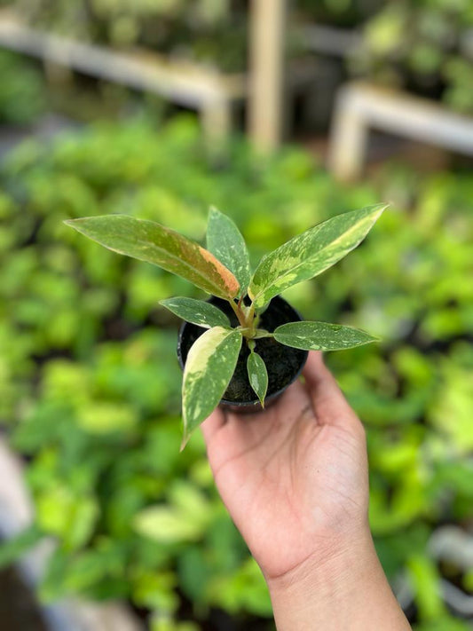 Philodendron Ring of Fire 2-4 Leaves