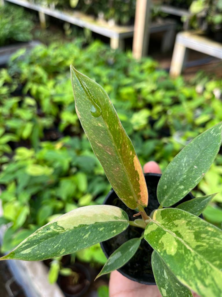 Philodendron Ring of Fire 2-4 Leaves