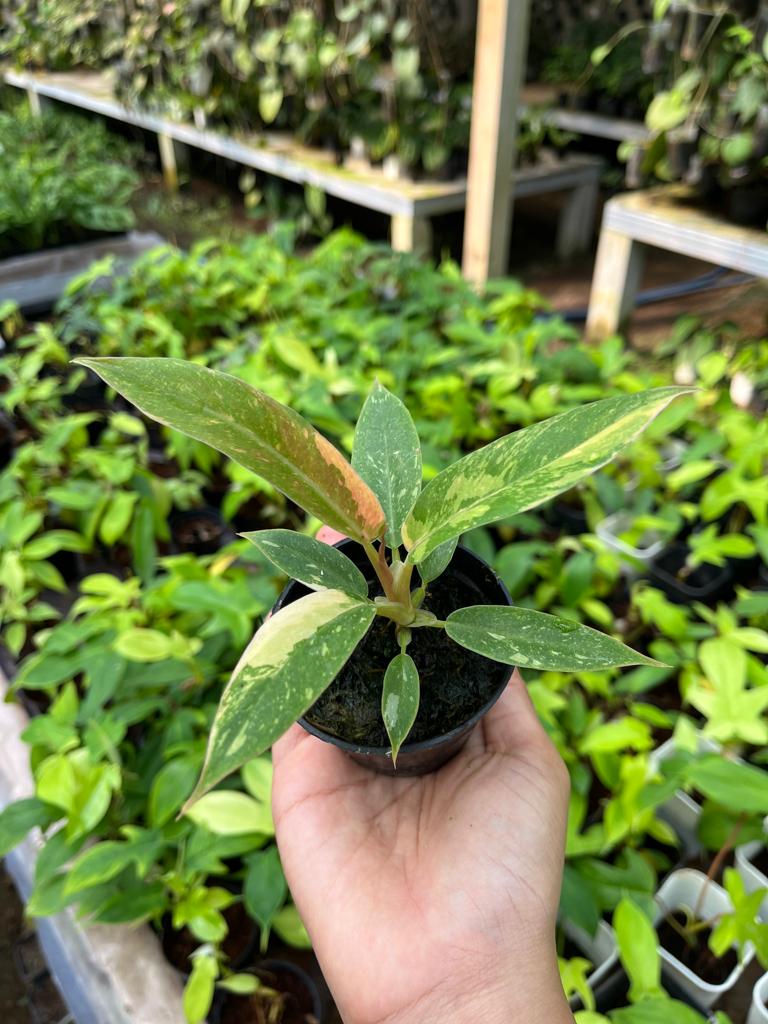 Philodendron Ring of Fire 2-4 Leaves