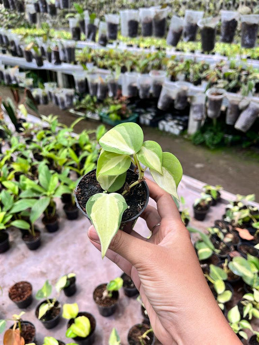 Philodendron Rio Whole Plant