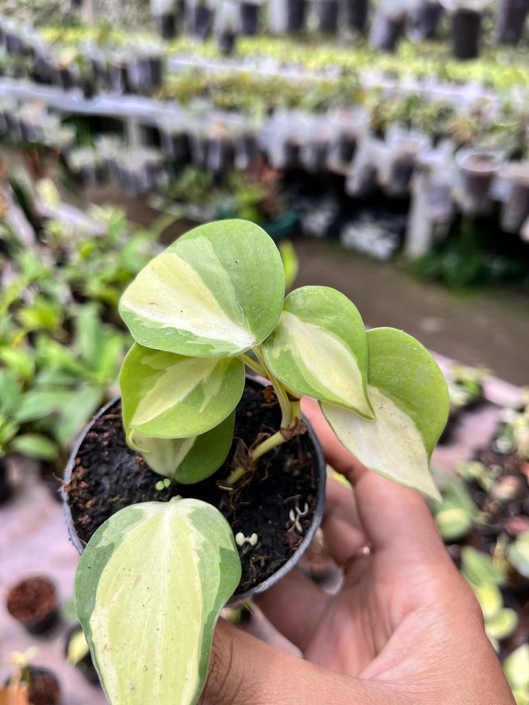 Philodendron Rio Whole Plant