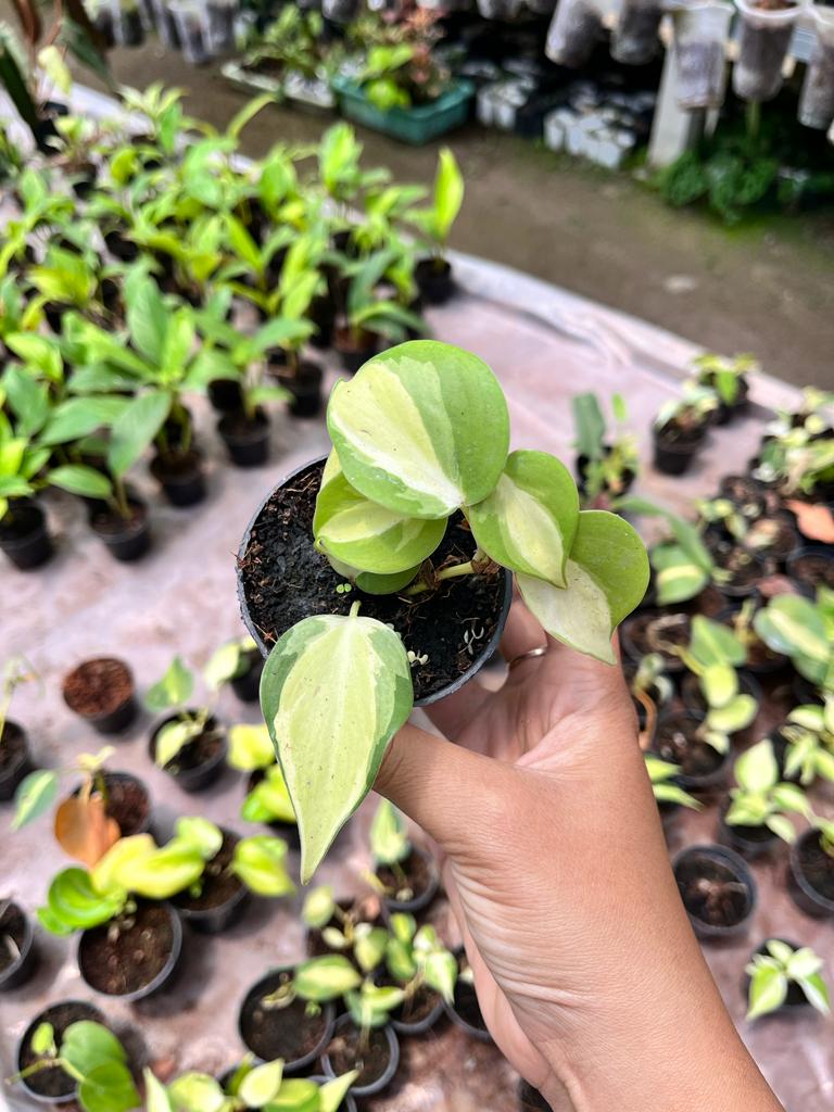 Philodendron Rio Whole Plant