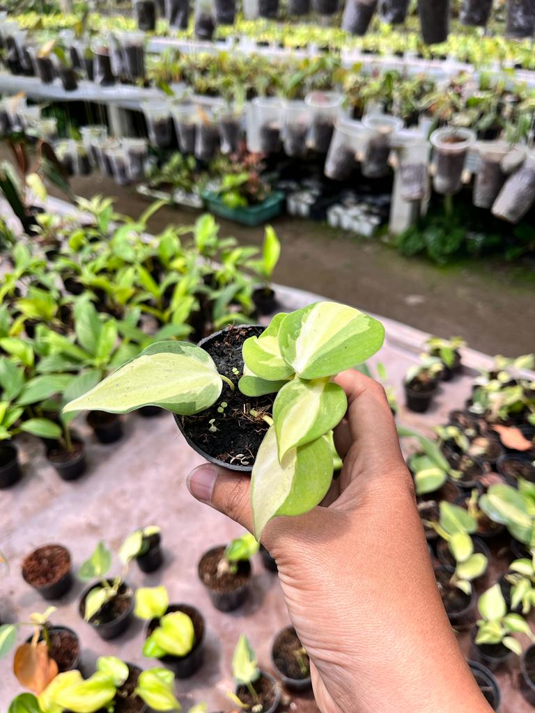 Philodendron Rio Whole Plant