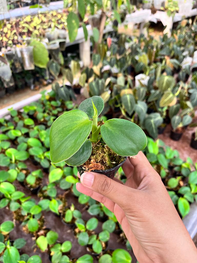 Philodendron Rugosum Whole Plant