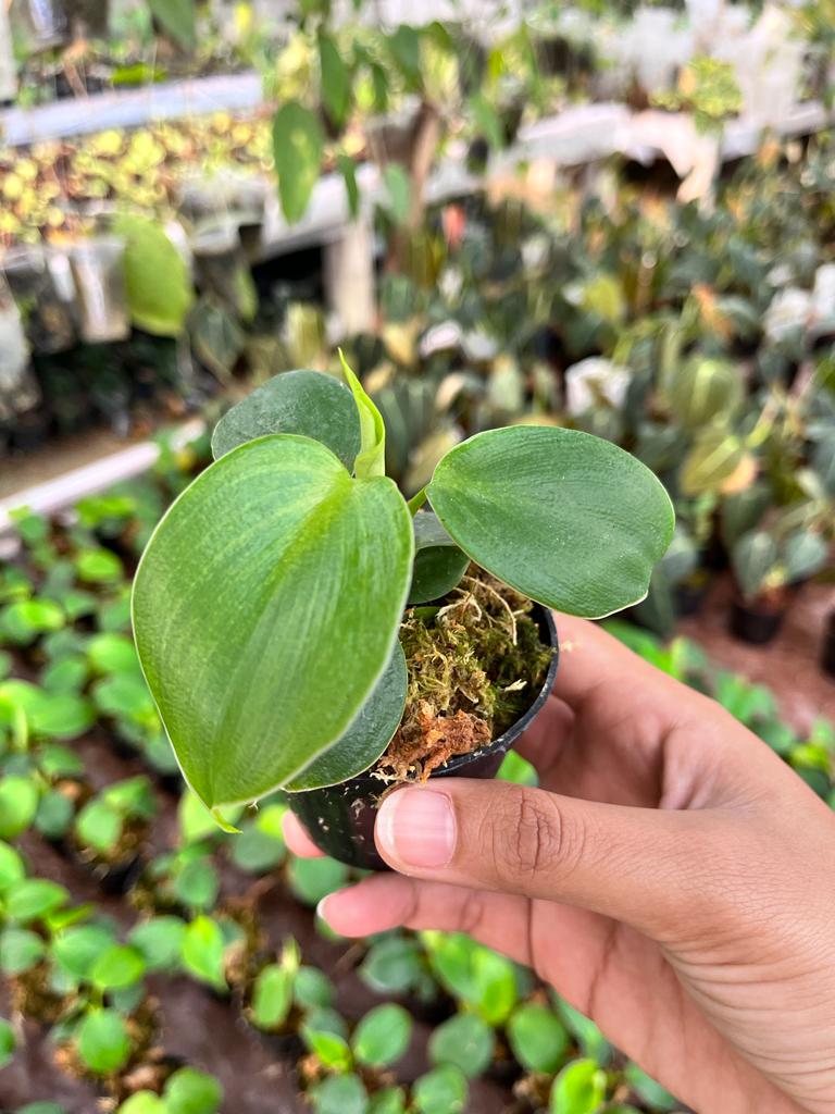 Philodendron Rugosum Whole Plant