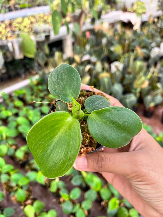 Philodendron Rugosum Whole Plant