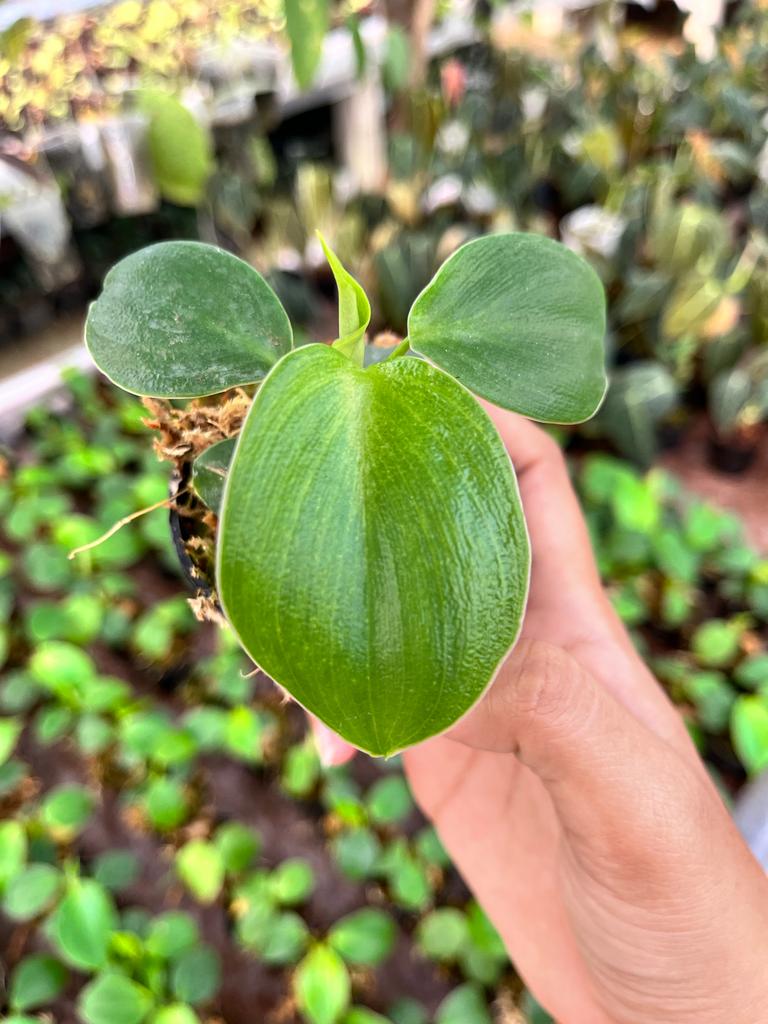 Philodendron Rugosum Whole Plant