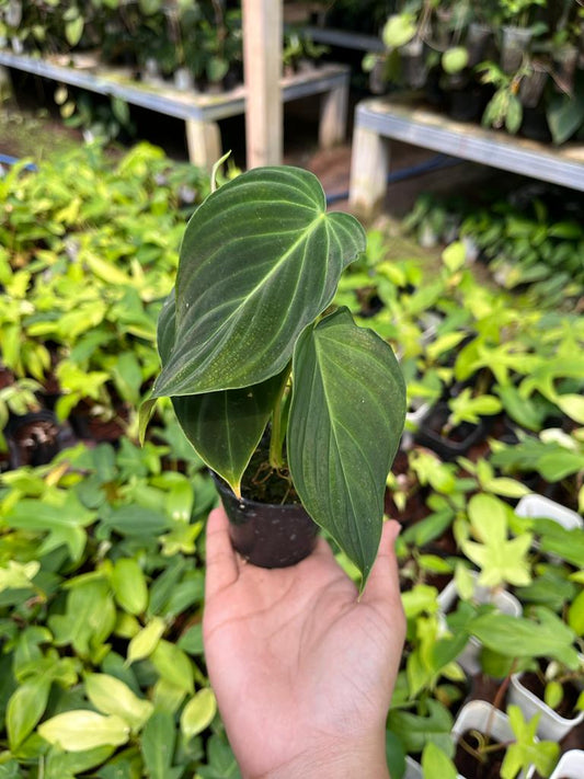 Philodendron Splendid 2-3 Leaves