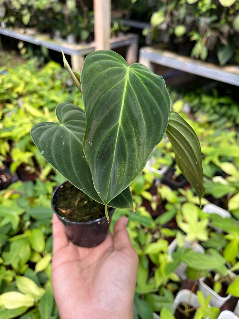 Philodendron Splendid 2-3 Leaves
