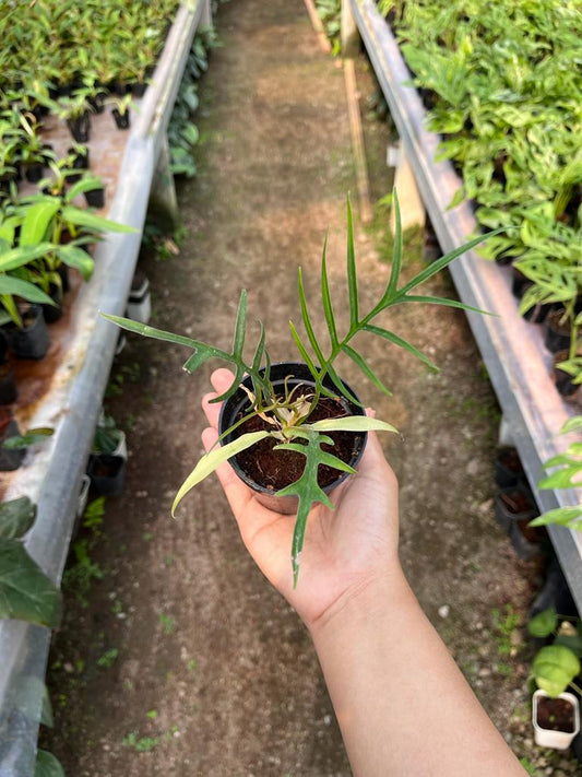 Philodendron Tortum Whole Plant
