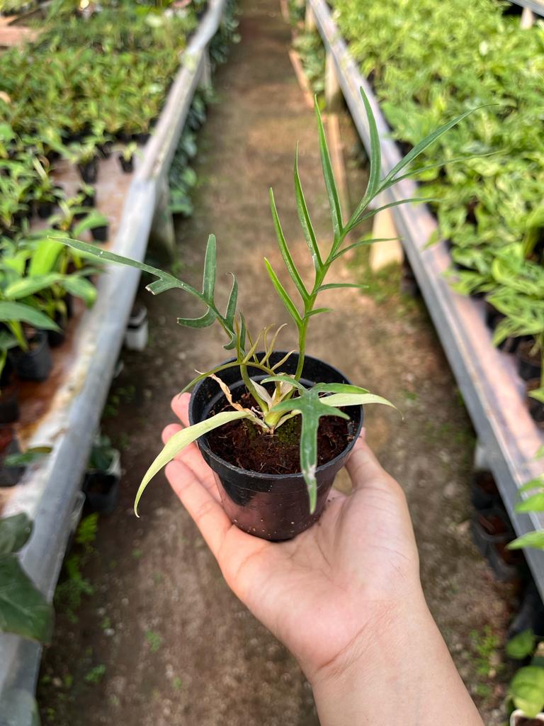 Philodendron Tortum Whole Plant