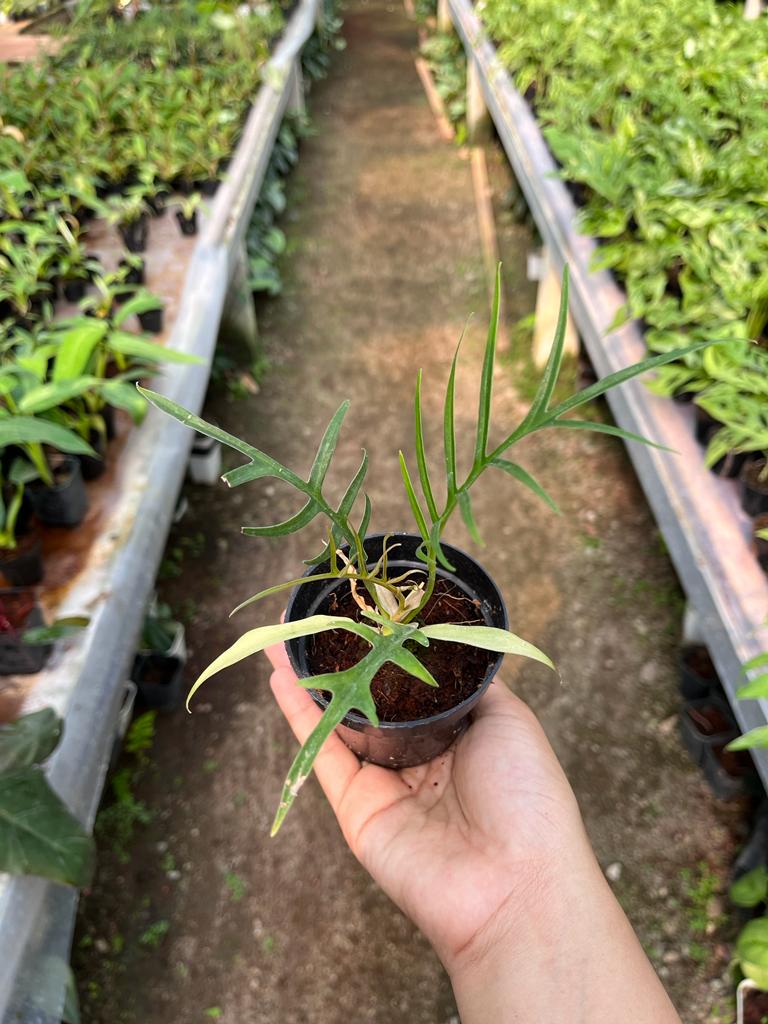 Philodendron Tortum Whole Plant