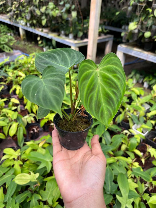 Philodendron Verrucosum 2-3 Leaves