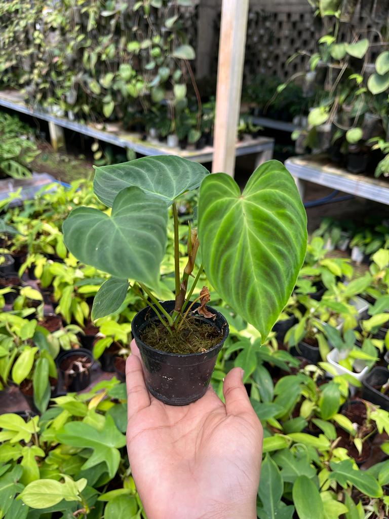 Philodendron Verrucosum 2-3 Leaves
