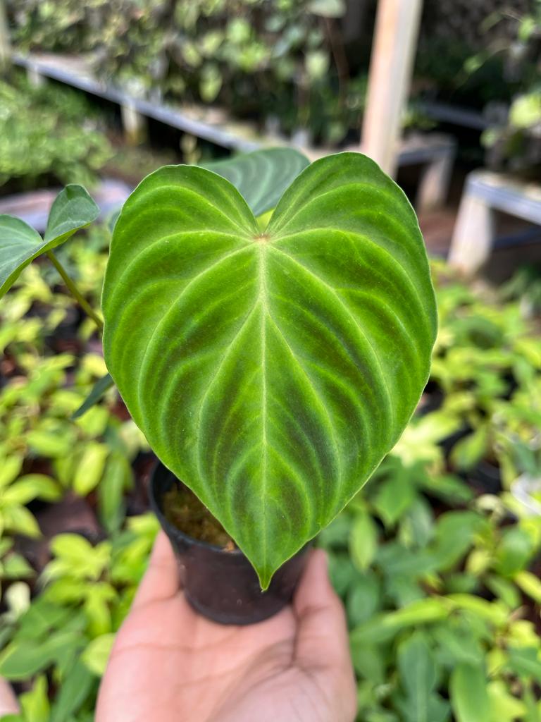 Philodendron Verrucosum 2-3 Leaves