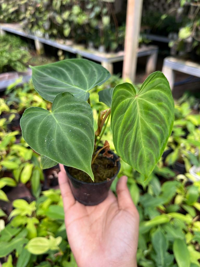 Philodendron Verrucosum 2-3 Leaves