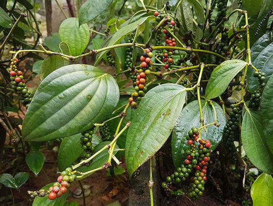 Piper Ningrum 2 - 4 leaves
